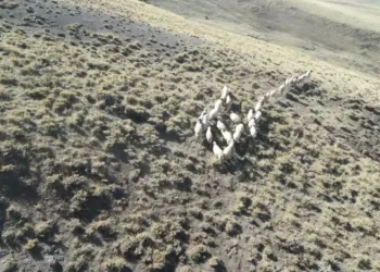 Öğretmen dronla 30 kayıp koyunu buldu