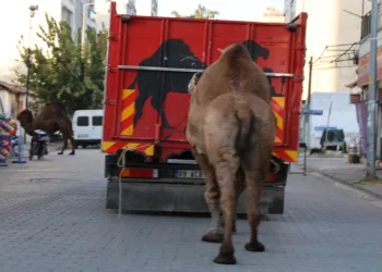 Küresel ısınma develerin de dengesini bozdu