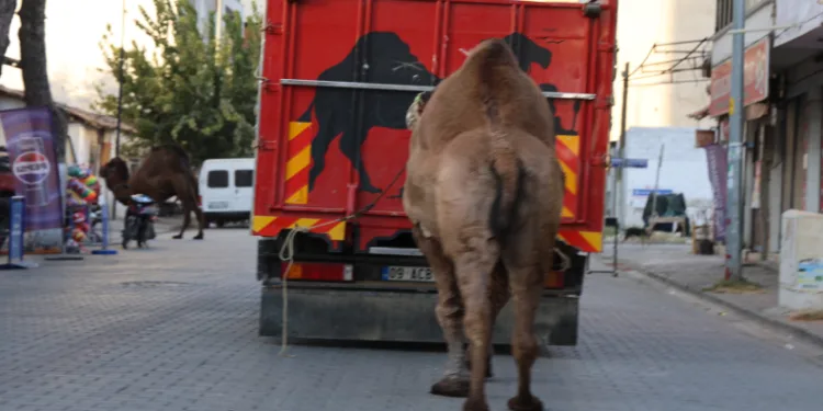 Küresel ısınma develerin de dengesini bozdu