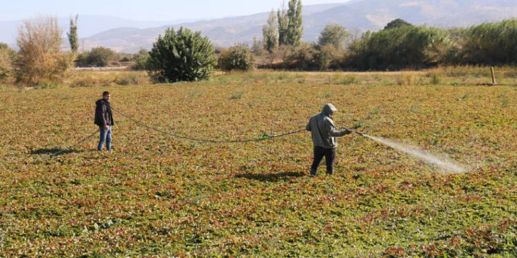 Çiftçiler tarım zararlıları ile kışın da mücadele ediyor