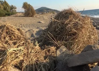 Sahildeki kum zambaklarına iş makineli tahribat