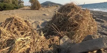 Sahildeki kum zambaklarına iş makineli tahribat