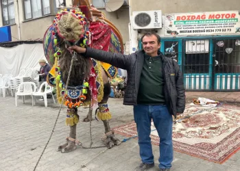 Pehlivan develer havutlandı