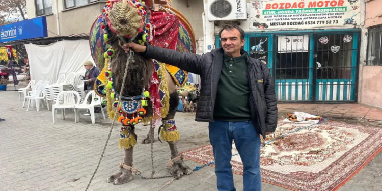 Pehlivan develer havutlandı
