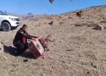 Doğaya 240 çil keklik salındı