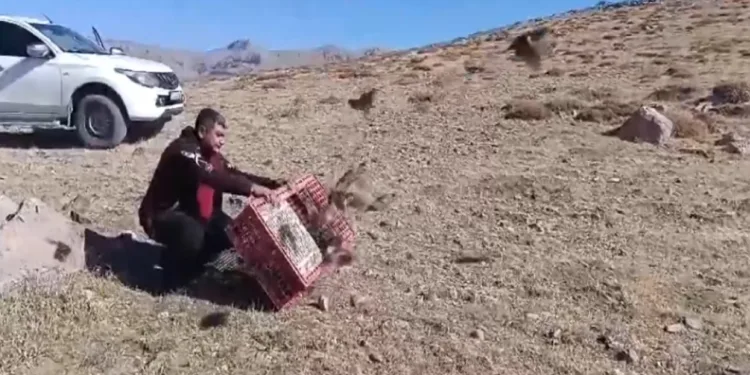 Doğaya 240 çil keklik salındı