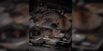 Doğaya 240 çil keklik salındı