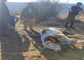 Mahsur kalan inek 10 saatin sonunda kurtarıldı