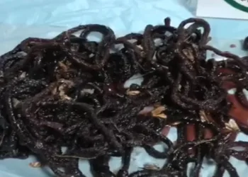 Yasadışı gece kelebeği avına 380 bin TL ceza