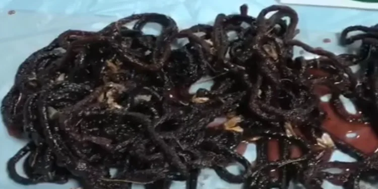 Yasadışı gece kelebeği avına 380 bin TL ceza