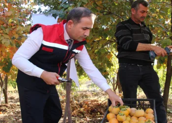 Denemek için bahçesine cennet hurması ekti