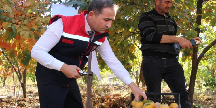 Denemek için bahçesine cennet hurması ekti