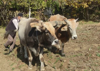 Bu köydeki tarım halen karasabanla yapılıyor
