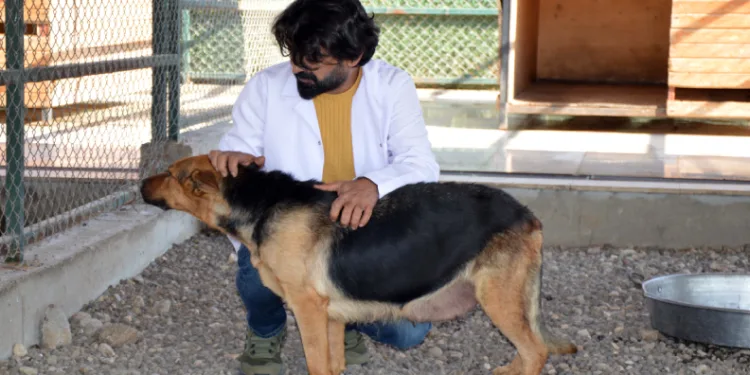 Bu köydeki tarım halen karasabanla yapılıyor