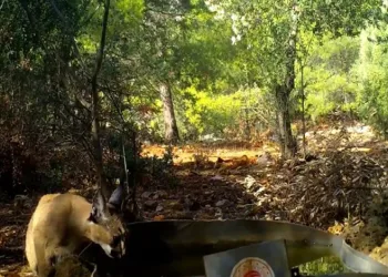 Karakulak su içerken fotokapana takıldı