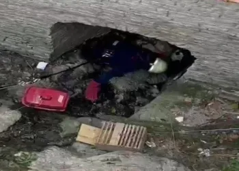 Çatıda akbabayı görenler telefona sarıldı