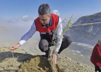 Meralara tuz çalısı fidesi dikimi yapıldı