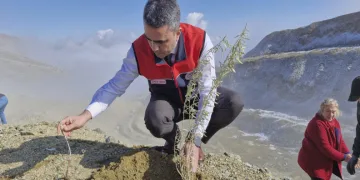 Meralara tuz çalısı fidesi dikimi yapıldı