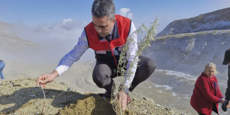 Meralara tuz çalısı fidesi dikimi yapıldı