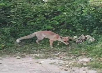 6 aydır yayla komşusu olan tilki