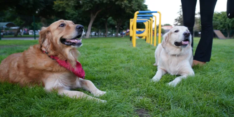 Geri dönüşüm malzemelerinden Park