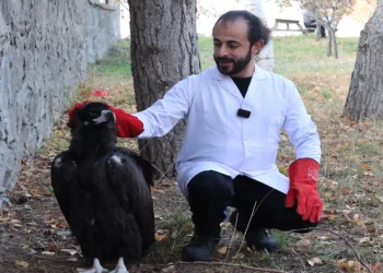 Kara akbaba artık şefkatli ellerde