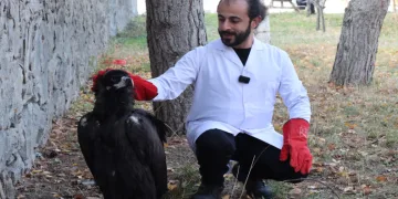 Kara akbaba artık şefkatli ellerde