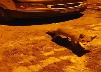 Tilkiler köyün maskotu oldu