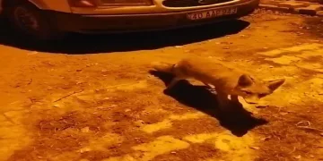 Tilkiler köyün maskotu oldu