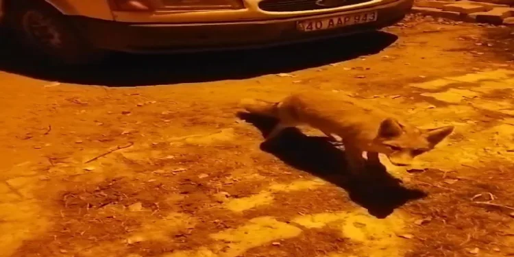 Tilkiler köyün maskotu oldu