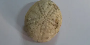 85 Milyon yıllık denizkestanesi