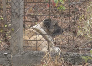 Mahallede tedirginlik köpeklerin saldırısına uğradı