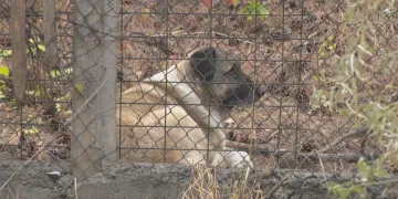 Mahallede tedirginlik köpeklerin saldırısına uğradı