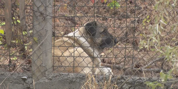 Mahallede tedirginlik köpeklerin saldırısına uğradı