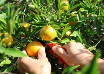 Kozan’da yetişen şeker mandalinada hasat başladı