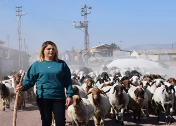 Hem koyunlarına hem de kendi kuzusuna bakıyor