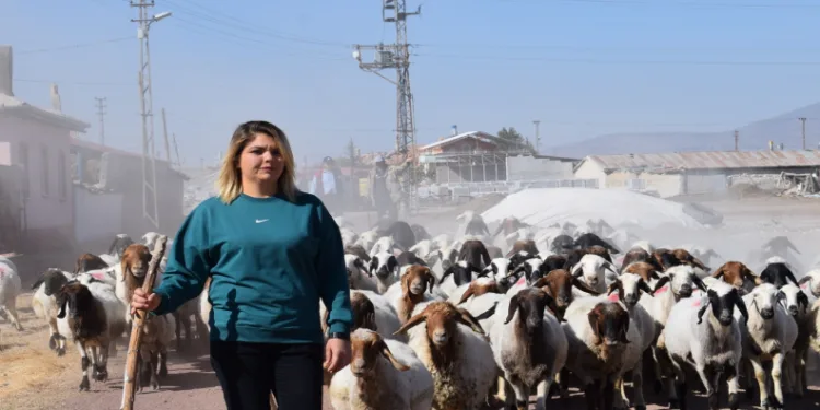 Hem koyunlarına hem de kendi kuzusuna bakıyor