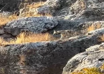 Adıyaman’da çizgili sırtlan görüldü