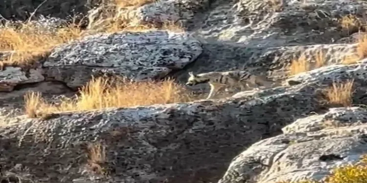 Adıyaman’da çizgili sırtlan görüldü