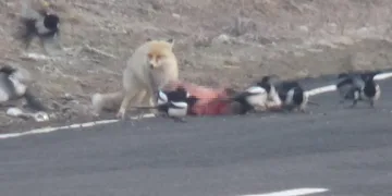 Kızıl tilkinin karnını doyurması görüntülendi