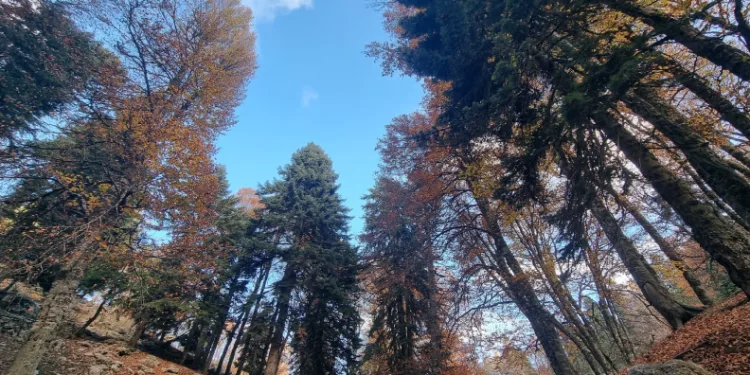 Yüksekova’da yoğun sis