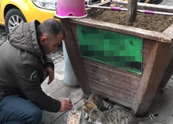 Bayburtlu taksici siftahı kedileri besleyerek yapıyor