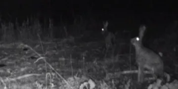 Yaban hayatı fotokapanlara yansıdı