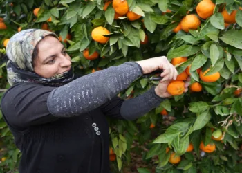 Coğrafi işaretli Havran mandalinasında hasat başladı
