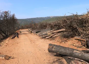 Yangında küle dönen Ilgaz Dağı yeniden yeşillenecek