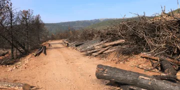 Yangında küle dönen Ilgaz Dağı yeniden yeşillenecek
