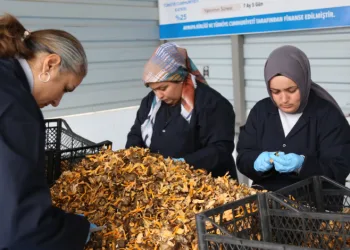 Avrupa’ya 100 milyon liralık mantar ihracatı