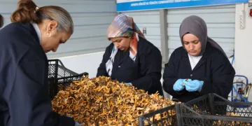 Avrupa’ya 100 milyon liralık mantar ihracatı
