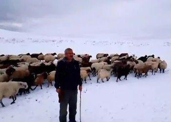 Kar yağışı besicilere zor anlar yaşattı