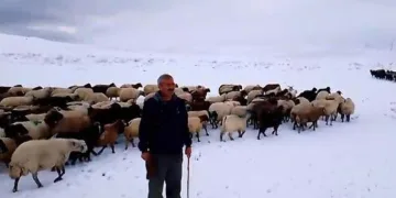Kar yağışı besicilere zor anlar yaşattı